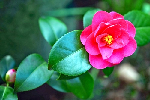 W椿（商品登録確認用）Ｂ