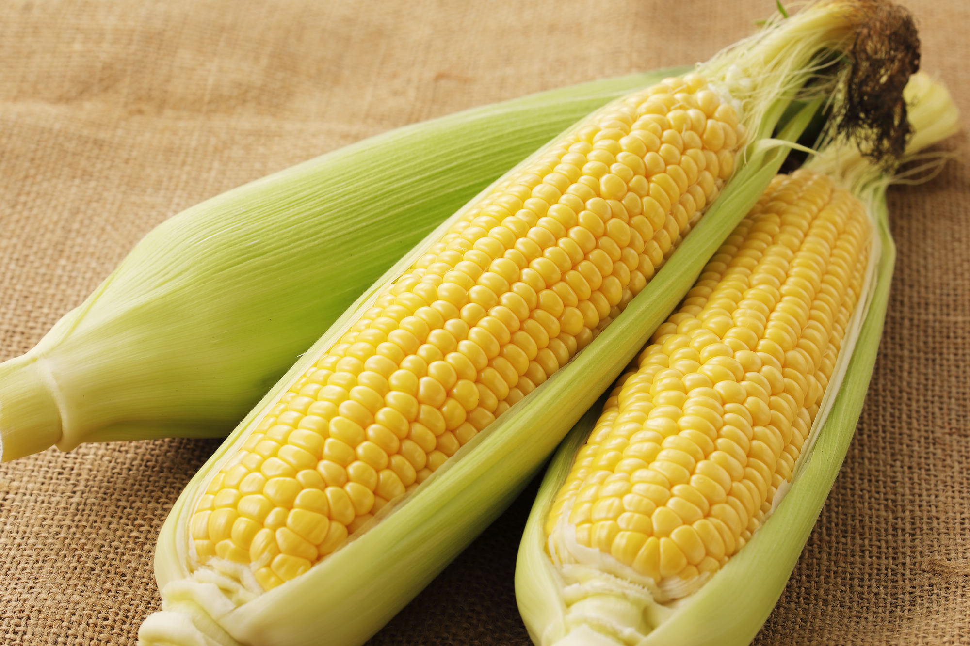 【予約販売】おおもの　10本