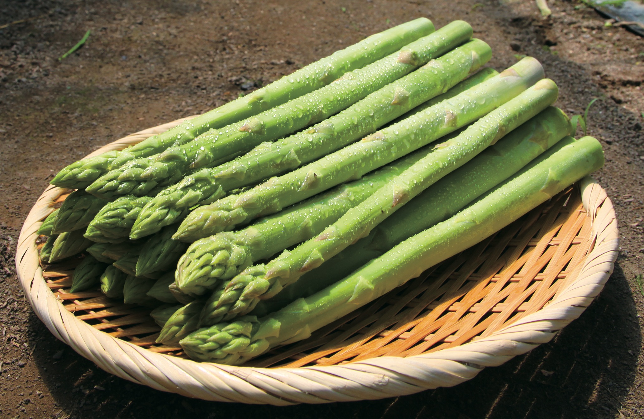 グリーンアスパラ　1㎏ 2L